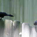 Common Grackle