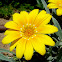 gazania