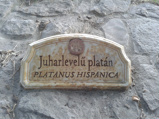 Platanus Hispanica