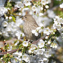 House Finch (female)