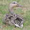 Mallard Duck (female)