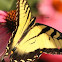 Tiger Swallowtail