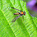 Fly - Longlegged Fly