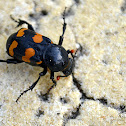 Sexton Beetle