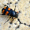 Sexton Beetle