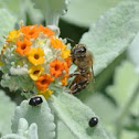 Honey bee