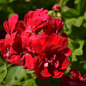Unknown Geranium?