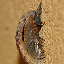 Moth