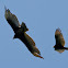 Turkey Vulture
