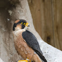 Taita Falcon