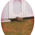 Ground hog
