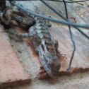 Texas Spiny Lizard