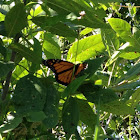 Monarch Butterfly