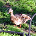 Mallard