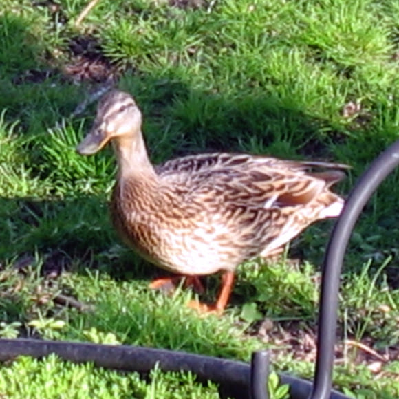 Spotting Image 1