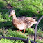 Mallard