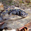 Spotted Salamander