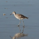 Willet