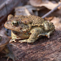 American x Fowlers toad hybrid (male)