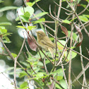Chiffchaff