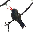 Broad-billed Hummingbird