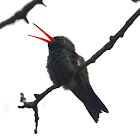 Broad-billed Hummingbird
