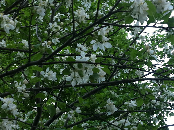Spotting Image 1