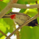 Red-vented Bulbul