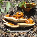 Hemlock Polypore Fungi