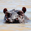 Hippopotamus