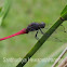 Pink skimmer