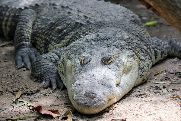 Crocodile farming in the Philippines - Wikipedia