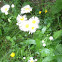 Annual Fleabane