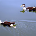 Northern Pintail