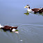 Northern Pintail