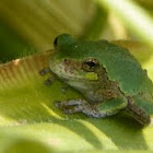 Gray Tree Frog