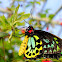 Cairns Birdwing