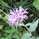 Bee Balm