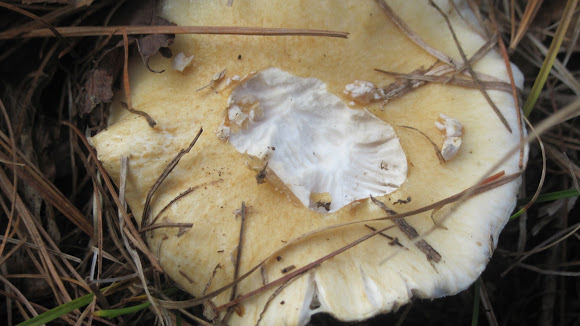 Spotting Image 1