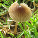 Mycena cystidiosa