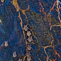Brazilian Long-Nosed Bats