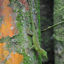 Emerald Anole