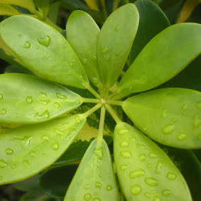 Verde total (totally green) by Anderson Soares - Landscape & Nature Flowers & Plants