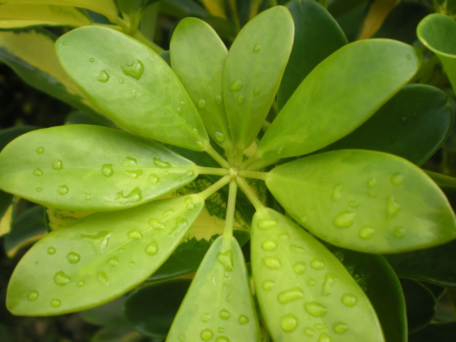 Verde total (totally green) by Anderson Soares - Landscape & Nature Flowers & Plants