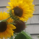 sunflower/bee