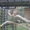 Red Tailed Hawk