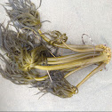 Kelp