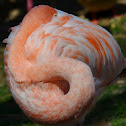Flamingos