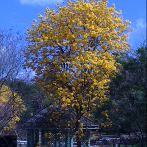 Spotting Image 1