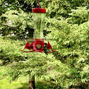 Ruby Throated Humming Bird